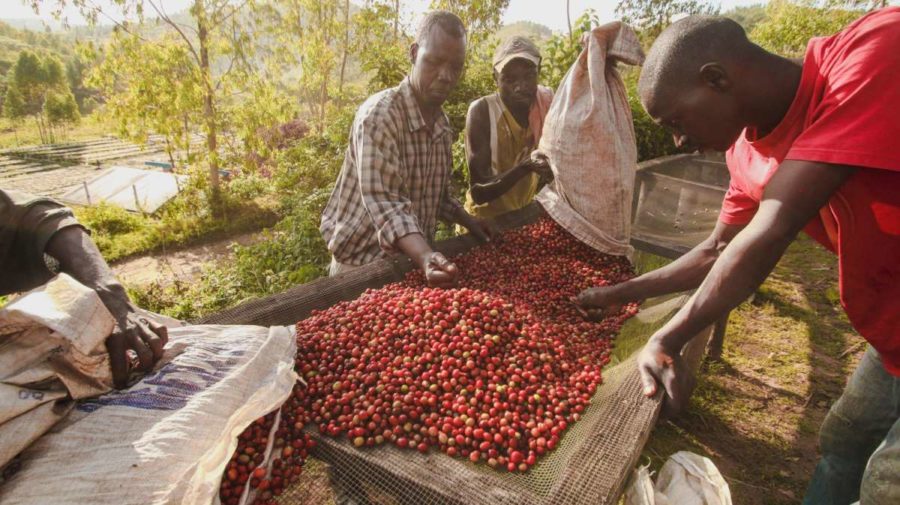 Kaffee aus dem Herzen Afrikas